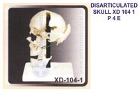 DISARTICULATED SKULL XD 104