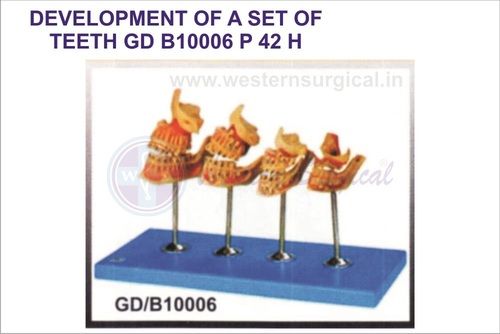 DEVELOPMENT OF A SET OF TEETH GD B10006