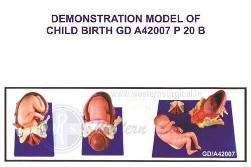 DEMONSTRATION MODEL OF CHILD BIRTH GD A42007