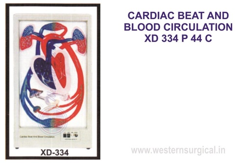 CARDIAC BEAT AND BLOOD CIRCULATION XD 334