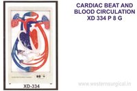 CARDIAC BEAT AND BLOOD CIRCULATION XD 334