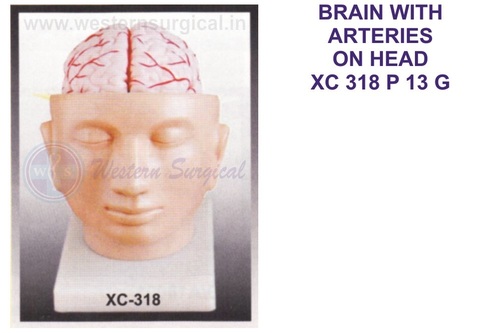BRAIN WITH ARTERIES ON HEAD XC 318