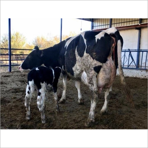 White And Black Hf Cow