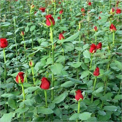 Dutch Rose Grafted Plant Shelf Life: 6 To 12 Months