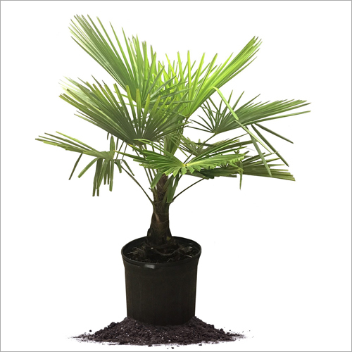 Palm Tree Shelf Life: 20 To 30 Years