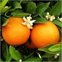 Malta Orange Plant