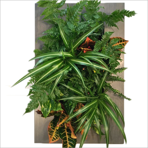 Indoor Garden Plant Shelf Life: 5-7 Years