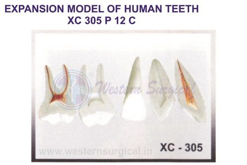 EXPANSION MODEL OF HUMAN TEETH XC 305
