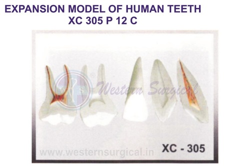 EXPANSION MODEL OF HUMAN TEETH XC 305