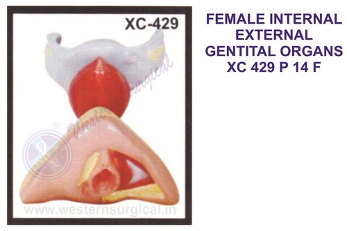 FEMALE INTERNAL EXTERNAL GENTITAL ORGANS XC 429
