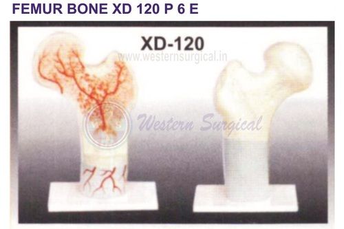 FEMUR BONE XD 120