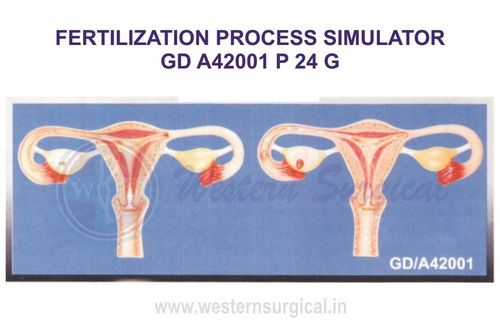 FERTILIZATION PROCESS SIMULATOR GD A42001