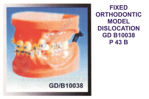 FIXED ORTHODONTIC MODEL DISLOCATION GD B10038