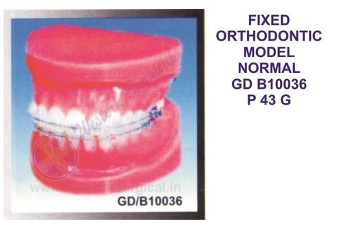 FIXED ORTHODONTIC MODEL NORMAL GD B10036