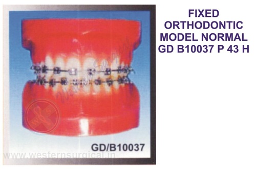FIXED ORTHODONTIC MODEL NORMAL GD B10037
