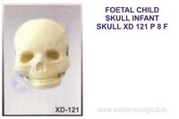 FOETAL CHILD SKULL INFANT SKULL XD 121