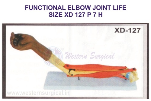 Functional Elbow Joint Life Size Xd 127
