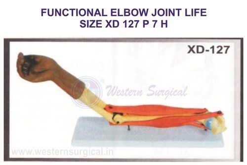 FUNCTIONAL ELBOW JOINT LIFE SIZE XD 127