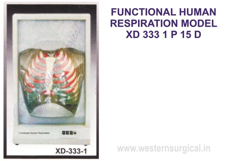 FUNCTIONAL HUMAN RESPIRATION MODEL XD 333