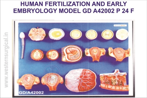 HUMAN FERTILIZATION AND EARLY EMBRYOLOGY MODEL