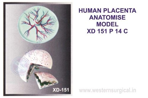 HUMAN PLACENTA ANATOMISE MODEL