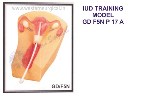 Premium Iud Training Model - Assembly: Pre-Assembled