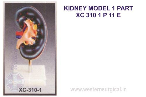 Kidney Model