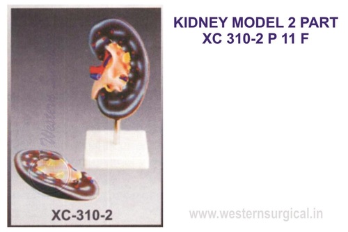 PVC Plastic Kidney Model For Education Purpose