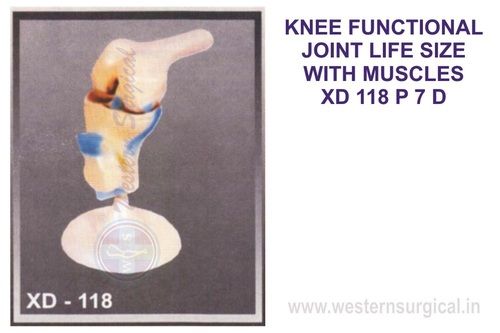 KNEE FUNCTIONAL JOINT LIFE SIZE WITH MUSCLES