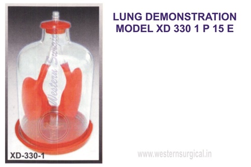 LUNG DEMONSTRATION MODEL
