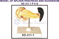 MODEL OF SPLEEN PANCREAS AND DUODENUM