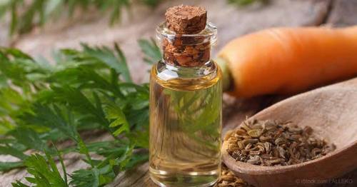 Carrot Seed Oil