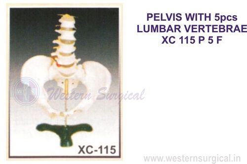 Pelvis With 5pcs Lumbar Vertebrae