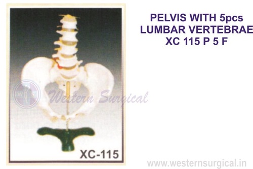 PELVIS WITH 5pcs LUMBAR VERTEBRAE