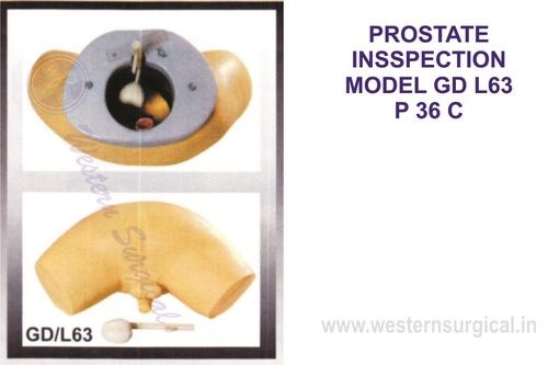 PROSTATE INSSPECTION MODEL