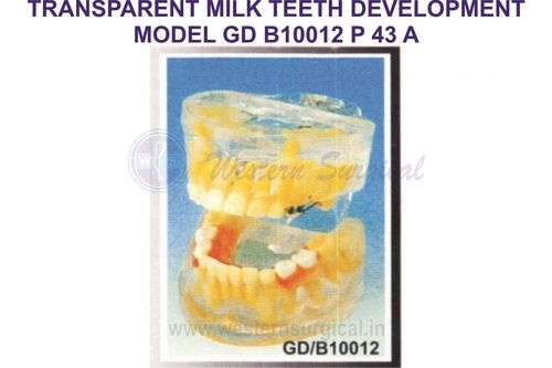 TRANSPARENT MILK TEETH DEVELOPMENT MODEL