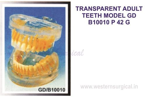 TRANSPARENT DENTAL PATHOLOGY MODEL