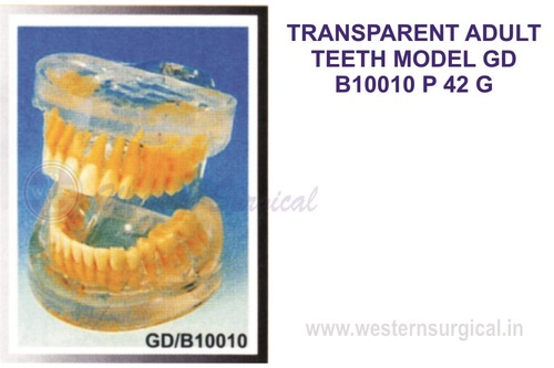 Unbreakable Transparent Dental Pathology Model