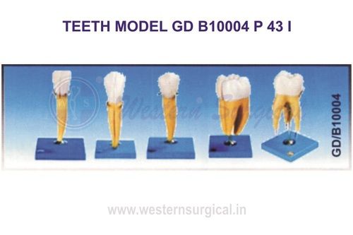 TEETH MODEL