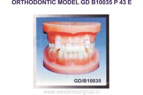 ORTHODONTIC MODEL