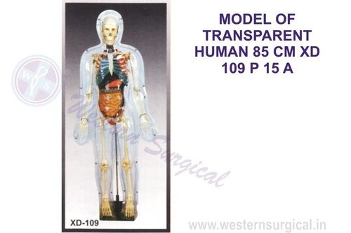 MODEL OF TRANSPARENT HUMAN