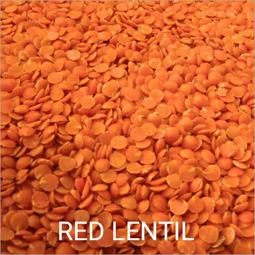 Red Lentil