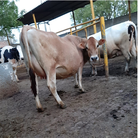 Jersey Cow
