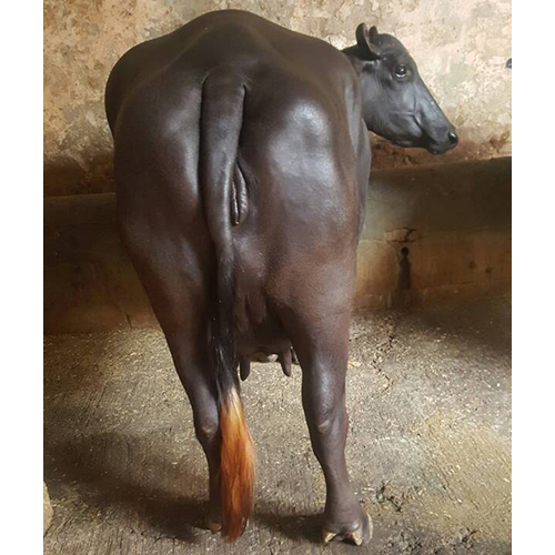 Indian Female Murrah Buffalo