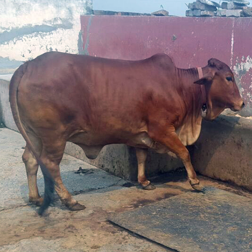 Sahiwal Bull