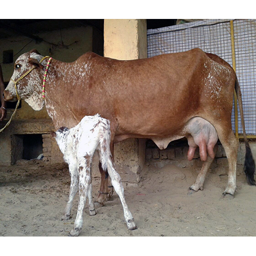 Rathi Cow Gender: Female