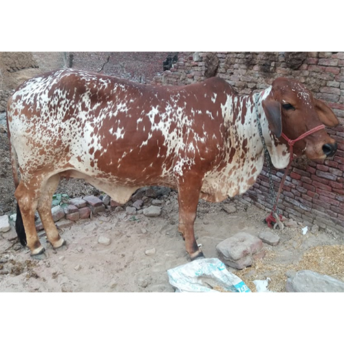 Pure Rathi Cow