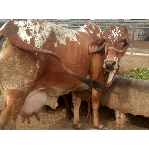 Sahiwal Cow