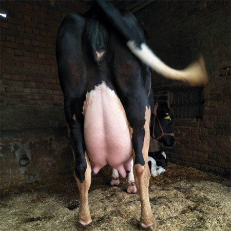 Top Quality Holstein Friesian Cow - Age 2 Years, Weight 600 kg | High Yield, Fully Vaccinated, Disease Resistant, Healthy Udder, Good Temperament, 20 Liters/Day Milk Production