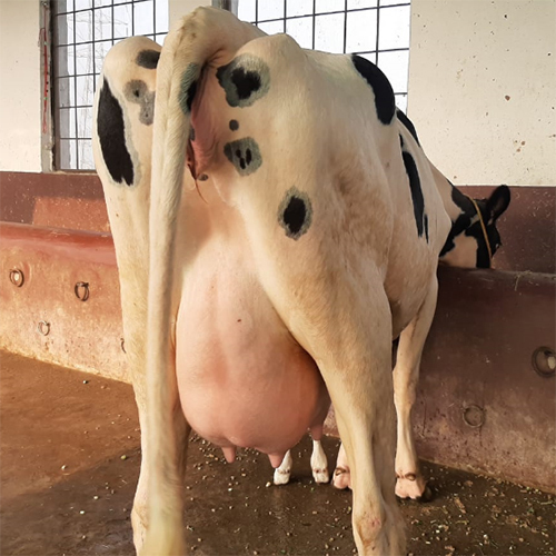 Pure HF Cow - Holstein Friesian, 1,300 - 1,500 lbs, 48 - 52 inches, White and Black | High Milk Yield, Disease Resistant, Strong Genetics, Excellent Udder, Efficient Feed Conversion, Gentle Temperament